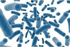 Probiotics & Prebiotics (Inulin)
