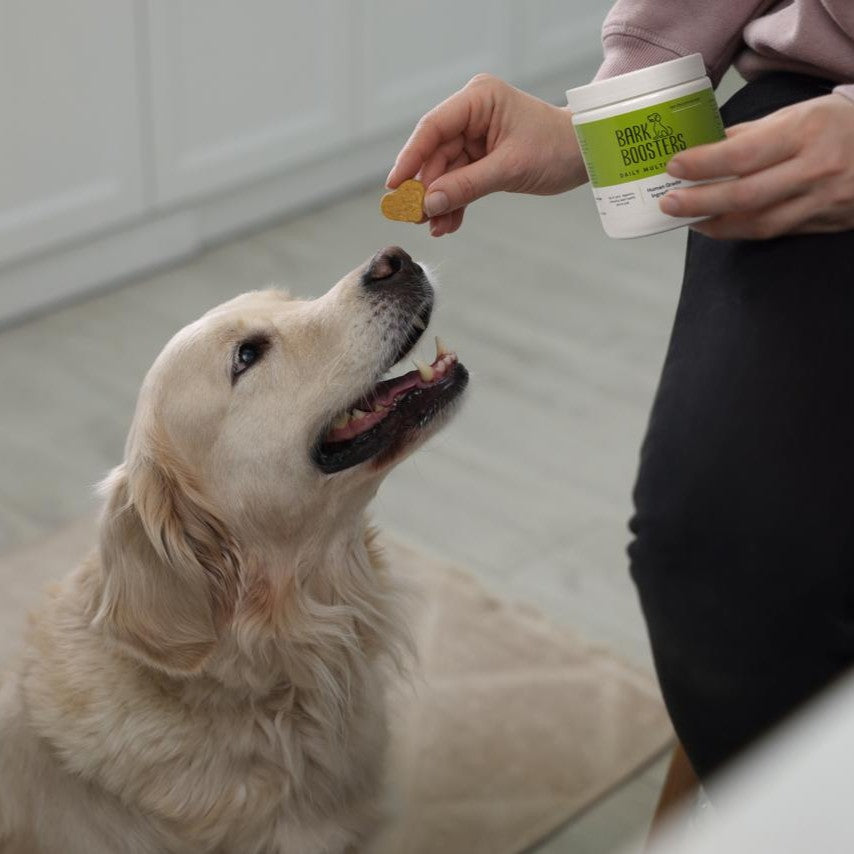 Dog