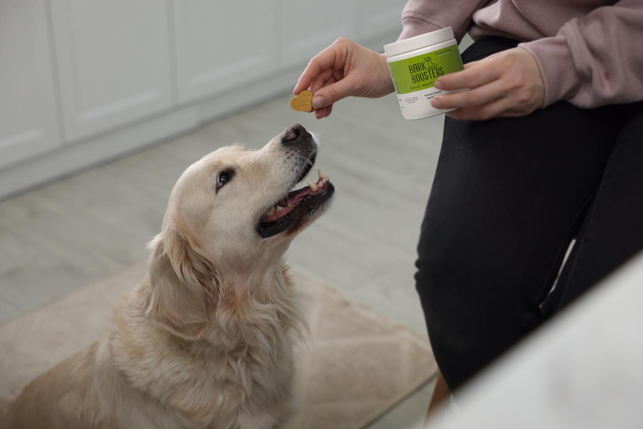 Happy dog eating healthy food