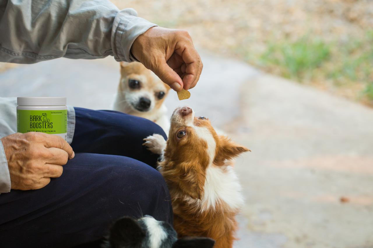 Dog enjoying delicious food
